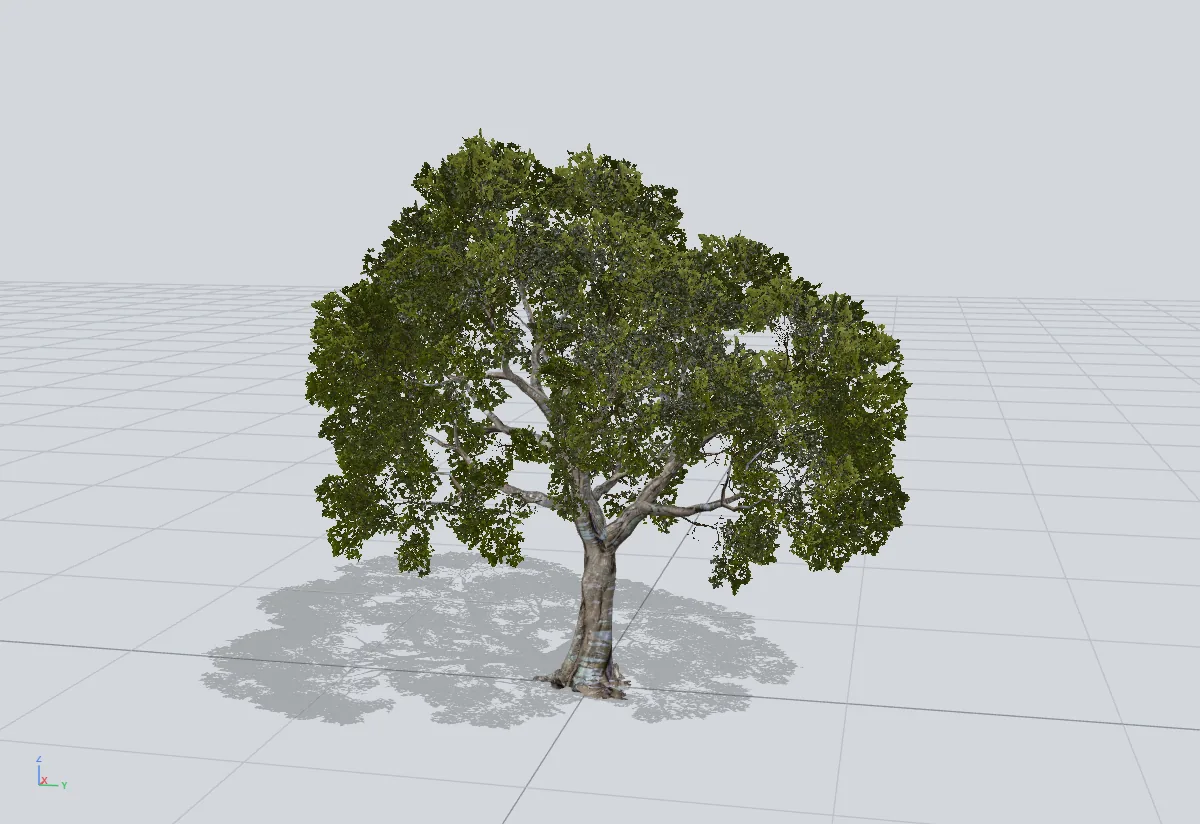 A broad tree with a dense leaf canopy, standing on a grid in a light 3D viewport.